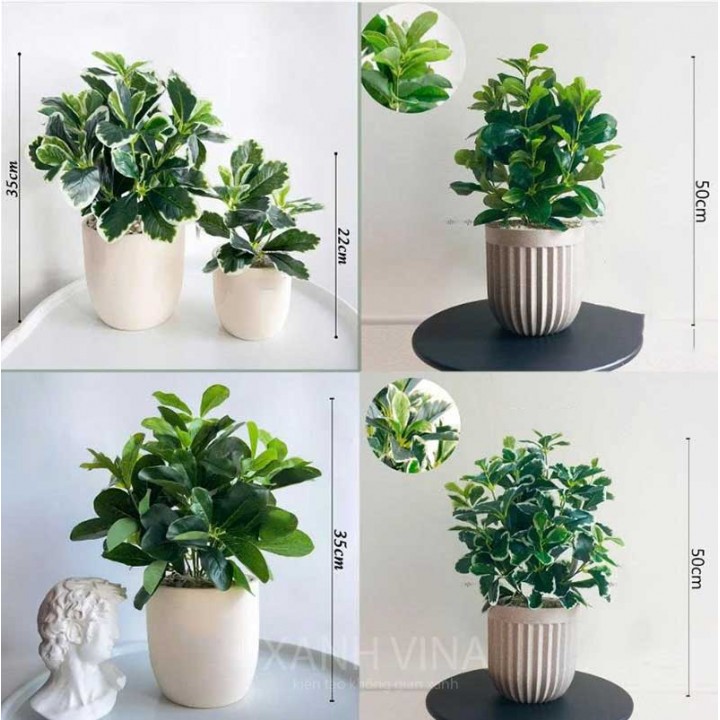 chậu cây cẩm thạch giả để bàn
